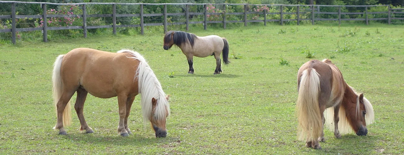 Ponys auf der Weide